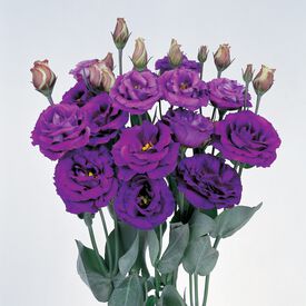 Rosita 2 Purple, (F1) Lisianthus Seeds